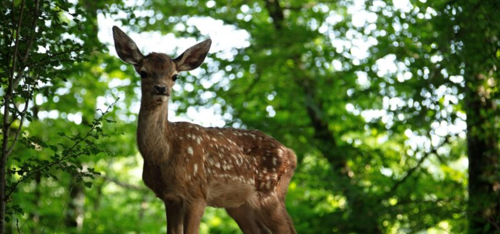Bambi: Příběh života z lesů - 1 Bambi: Příběh života z lesů - 1