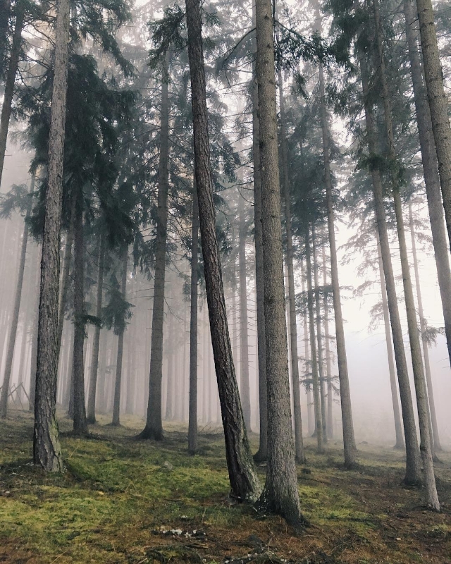 https://www.poznejpribram.cz/galerie_obrazky/big/176.jpg 	Misty frozen forest again, foto: Tomáš Kráčalík 
